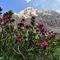 60 Rhododendron hirsutum _Rododendro irsuto_ con vista in Corna Piana versante nord_ovest.JPG