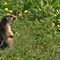 67 Marmotta in sentinella...fischiante  _zoom_.JPG