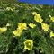 01 Estese fioriture di gialla Pulsatilla alpina sulphurea _Anemone sulfureo_ e bianco Anemonastrum narcissiflorum _Anemone narcissino_.JPG