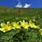 18 Estese fioriture di Pulsatilla alpina sulphurea _Anemone sulfureo_ sul sent. 109 unificato sol 101.JPG