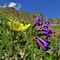 30 Bellissimi fiori di Primula deorum _Primula degli dei_ con Pulsatilla alpina sulphurea _Anemone sulfureo_.JPG