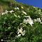 16 Estese fioriture di gialla Pulsatilla alpina sulphurea _Anemone sulfureo_ e bianco Anemonastrum narcissiflorum _Anemone narcissino_.JPG