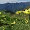 20 Estese fioriture di Pulsatilla alpina sulphurea _Anemone sulfureo_ sul sent. 109 unificato sol 101.JPG