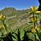 51 Gentiana punctata _Genziana maculata_ sulle pendici di cresta tra Bocchetta di Budria e Monte Tartano .JPG