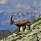 06 Bell_esemplare di stambecco maschio adulto sullo sfondo delle Alpi Retiche.JPG