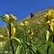 23 In ripida salita tra estese fioriture di Gentiana punctata _Genziana maculata_.JPG