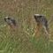 20 Marmotte in sentinella osservano tra l_erba.JPG
