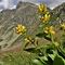 68 Un saluto con fiori di Gentiana punctata _Genziana maculata_ al Corno Stella versante nord.JPG