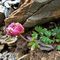 26 Ranunculus glacialis _Ranuncolo glaciale_ in avanzata fioritura.JPG