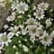 34 Bellissimi fiori bianchi di Cerestium alpinum _Cerestio alpino_.JPG
