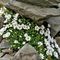 33 Bellissimi fiori bianchi di Cerestium alpinum _Cerestio alpino_.JPG
