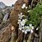 46 Bellissimi fiori bianchi di Cerestium alpinum _Cerestio alpino_.JPG