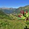 09 Dalla pista di sci Montebello verde e fiorita di Gentiana purpurea _Genziana porporina_.JPG
