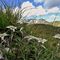 39 Leontopodium alpinum _Stelle alpine_ su Cima Foppazzi versante nord con vista in Cima Menna.JPG