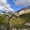40 Leontopodium alpinum _Stelle alpine_ su Cima Foppazzi versante nord con vista in Pizzo Arera.JPG