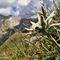 42 Leontopodium alpinum _Stelle alpine_ su Cima Foppazzi versante nord con vista in Pizzo Arera.JPG