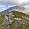 46 Leontopodium alpinum _Stelle alpine_ su Cima Foppazzi versante nord con vista in Pizzo Arera.JPG