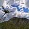 62 Leontopodium alpinum _Stella alpina_ con Cima di Grem e nuvole splendendi al sole.JPG