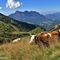 26 Mucche al pascolo con vista in Alben.JPG