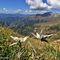 41 Leontopodium alpinum _Stelle alpine_ su Cima Foppazzi versante nord con vista in Cima Menna.JPG