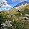 05 Leontopodium alpinum _Stelle alpine_ su Cima Foppazzi versante nord con vista in Pizzo Arera.JPG