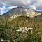 47 Leontopodium alpinum _Stella alpina_ su Cima Foppazzi versante nord con vista in Pizzo Arera.JPG