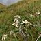48 Leontopodium alpinum _Stelle alpine_ su Cima Foppazzi poco prima della vetta.JPG