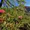 21 Rododendri ancora fioriti ad ottobre !.JPG