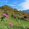 36 Bel fiore rosso di Cantaurea con vista sul Monte Zucco.JPG