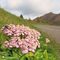 08  Vista in Monte Gioco con fiore di Achillea millefolium _Achillea melliefoglie_.JPG