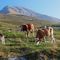 08 Mucche al pascolo in Alpe Arera.JPG