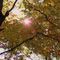 26 I faggi colorati d_autunno baciati dal sole.JPG