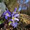 12 Festa di fiori sui sentieri al Monte Zucco _ Hepatica nobilis _Erba trinita_.JPG