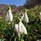 31 Festa di fiori sui sentieri al Monte Zucco _ Galanthus nivalis _Bucanevi_ e Crocus _Crochi_.JPG