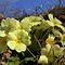 04 Festa di fiori sui sentieri al Monte Zucco _ Primula vulgaris _Primula_.JPG