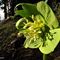 15 Festa di fiori sui sentieri al Monte Zucco _Helleborus viridis _Elleboro verde_.JPG