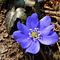 19 Festa di fiori sui sentieri al Monte Zucco _ Hepatica nobilis _Erba trinita_.JPG