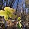 52 Helleborus viridis _Elleboro verde_ .JPG