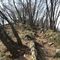 52 Sentiero adornato da carpini neri ben cresciuti in cresta di vetta del Monte Ubione.JPG