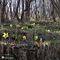 25 Estse fioriture di Helleborus niger _Ellebori_.JPG