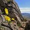 46 Hieracium _Sperviere alpino_ dalla vetta del Monte Barro.JPG