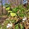 17 Helleborus viridis _Elleboro verde_ con Anemoides nemorosa _Anemone dei boschi_.JPG