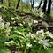 22 Allium ursinum _Aglio orsino_.JPG