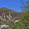 44 Amelanchier ovalis _Pero corvino_ con vista sul Monte Cornizzolo.JPG