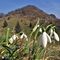 53  Galanthus nivalis _Bucanevi_ con vista sul Monte Zucco.JPG