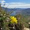 47 Hieracium _Sperviere alpino_ dalla vetta del Monte Barro.JPG