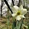 60 Il mio primo Narcissus poeticus _Narciso_ di quest_anno.JPG