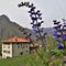 79 Salvia pratensis _Salvia dei prati_ con vista sulle case di Tessi e verso il Monte Zucco.JPG