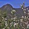 39 Amelanchier ovalis _Pero corvino_ in fioritura con vista sul Monte Zucco.JPG