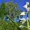 33 Cephalanthera longifolia _Cefalantera maggiore_ con betulla.JPG